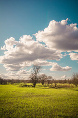 green field with trees, against a blue sky with large and soft white clouds