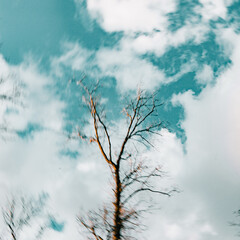 bare tree branches reaching towards the clouds against an aquamarine sky