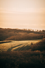 a green field surrounded by a forest with bare trees in the spring, during the golden hour, against the backdrop of an orange sky