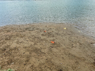 red sea shell on beach