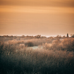 a green field surrounded by a forest with bare trees in the spring, during the golden hour, against the backdrop of an orange sky