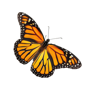 Fototapeta monarch butterfly with detailed orange and black wings captured mid-flight. Perfect for nature and wildlife projects. on a white background.