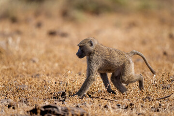Obraz premium olive baboon in Samburu national park