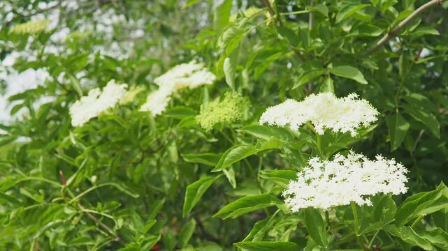 Sambucus nigra is species complex of flowering plants in family Adoxaceae. Common names include elder, elderberry, black elder, European elder, European elderberry, and European black elderberry