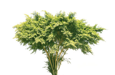 Green trees on a white background