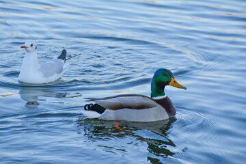 Obraz premium duck on the lake