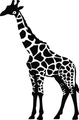 Obraz premium With their towering necks and gentle eyes, giraffes roam the savannah like nature’s elegant giants. Their unique patterns and graceful strides make them a true symbol of wild beauty. 