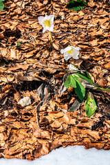 Valbruna and Val Saisera at the end of winter. Between the snow and the first flowers of the new season