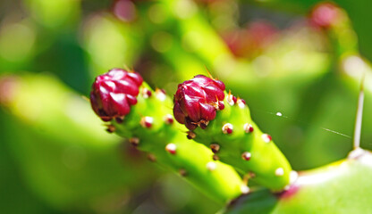 Flor de cactus  en un campo de El Vendrell, Tarragona, Cataluña, España y Europa

