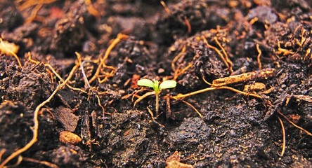 Flores sobre hierba en un jard&iacute;n de Espa&ntilde;a, Europa
