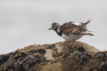 Ruddy turnstone (Arenaria interpres) in summer