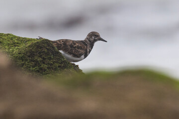 Ruddy turnstone (Arenaria interpres) in summer