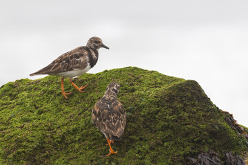 Ruddy turnstone (Arenaria interpres) in summer