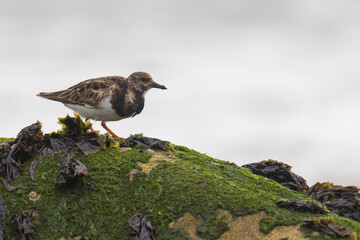 Ruddy turnstone (Arenaria interpres) in summer