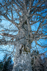 Valbruna and Val Saisera at the end of winter. Between the snow and the first flowers of the new season