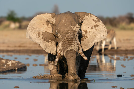 African elephant (Loxodonta africana) at waterhole, Nxai Pan National Park, Botswana, Africa