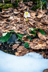 Valbruna and Val Saisera at the end of winter. Between the snow and the first flowers of the new season