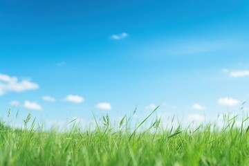 Fototapeta premium Green grass blue sky outdoors horizon meadow.