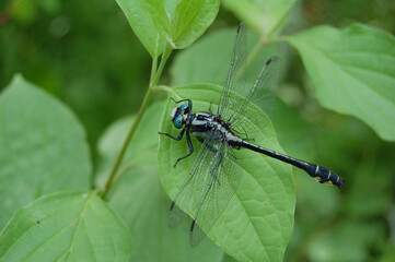 close-up dragonfly sits on the grass