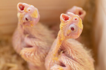 餌をねだるオカメインコの雛