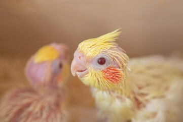 生後3週間のオカメインコ（ルチノー）の雛