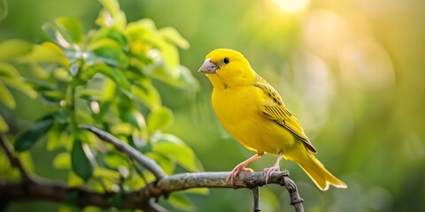 Obraz premium The Beautiful Song of the Yellow Canary A Symbol of Nature's Beauty Among Finch Species. Concept Nature's Beauty, Yellow Canary, Finch Species, Bird Symbolism, Melodious Songs