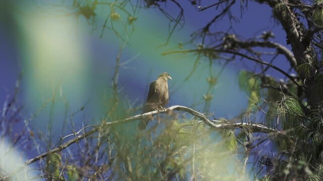 Bird taking flight from a branch, scenic outdoor shot in slowmotion, birdwatching the Chimango caracara