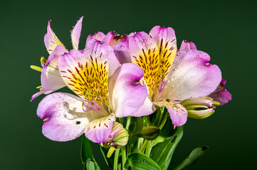 Fototapeta premium Blooming pink Alstroemeria on a green background