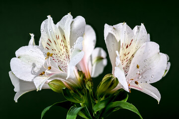 Blooming white Alstroemeria on a green background