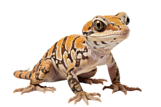 A Leopard Gecko Poses Against A Pristine White Background on a White or Clear Surface PNG Transparent Background.