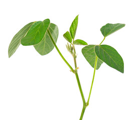 Green soybean bush isolated on white background. Soy bean plant. © vandycandy