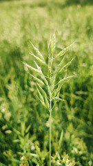 Cereals are blooming. Allergy season is open. Spikelet flowers wild meadow plants. Flowering of cereal grasses that cause allergies.