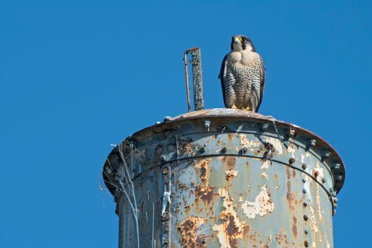 A Peregrine Falcon Fledgling perches on the edge of a historic Maryland water Tower.