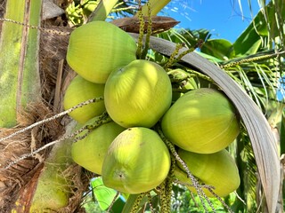 coconut on the tree