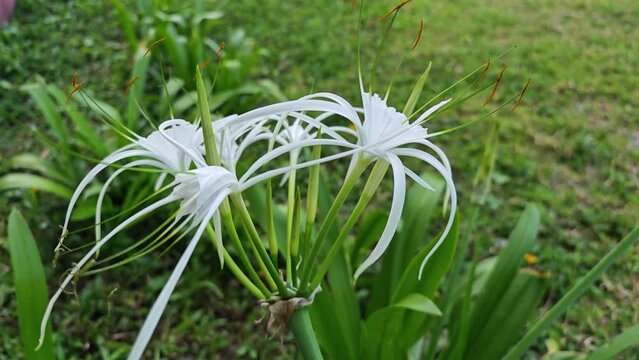 Spider Lily flower in garden