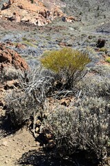 Scenic view of volcanic rock formations in desert during sunny day, Teide National Park, Tenerife