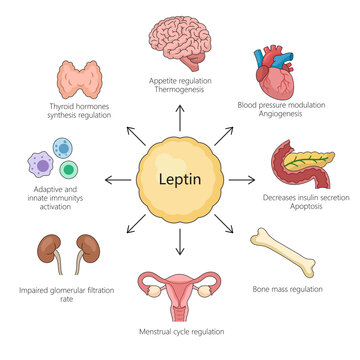 functions of leptin hormone, including appetite regulation, immune activation, blood pressure modulation, and more diagram hand drawn raster illustration. Medical science educational illustration
