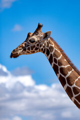 reticulated giraffe in samburu national park
