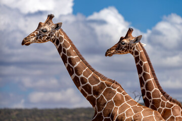 reticulated giraffe in samburu national park