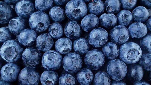 Blue ripe berries covered with drops of water. Rotating blue berry harvest. Organic food. Pile of fresh ripe berries. Top view. Raw vegan food. Freshly picked blueberries. Close-up in 4K, UHD