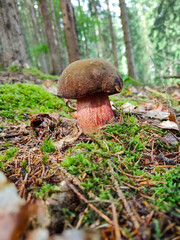 Blacksmith mushroom Neoboletus luridiformis is an edible mushroom from the mushroom family.