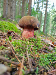 Blacksmith mushroom Neoboletus luridiformis is an edible mushroom from the mushroom family.