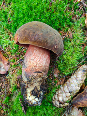 Blacksmith mushroom Neoboletus luridiformis is an edible mushroom from the mushroom family.