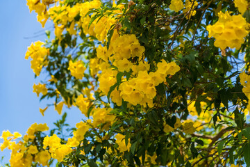 Yellow trumpet flowers on tree branch