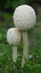 Shallow depth of field chlorophyllum molybdites or green-spored parasol and vomiter growing in the grass field. (Poisonous mushroom)