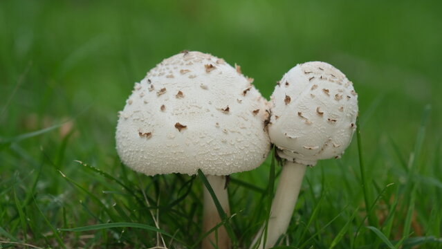 Shallow depth of field chlorophyllum molybdites or green-spored parasol and vomiter growing in the grass field. (Poisonous mushroom)