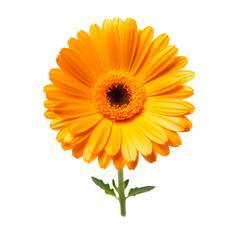 calendula flower isolated on white
