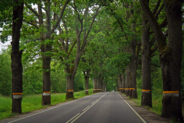 Fototapeta premium Road through forest Road in the forest with oak trees