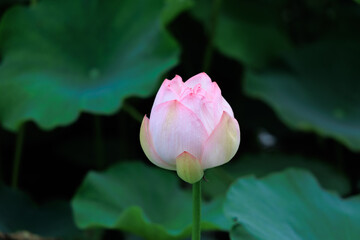 お堀に咲く蓮の花