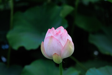 お堀に咲く蓮の花